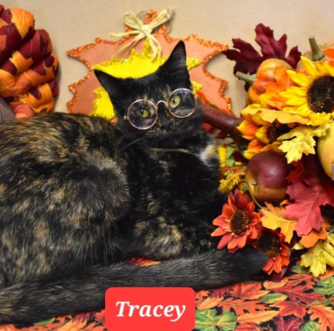 Interested in adopting Tracey? Please call Sun Cities 4 Paws Rescue at 623-876-8778 after 10 a.m. Tuesdays-Saturdays.