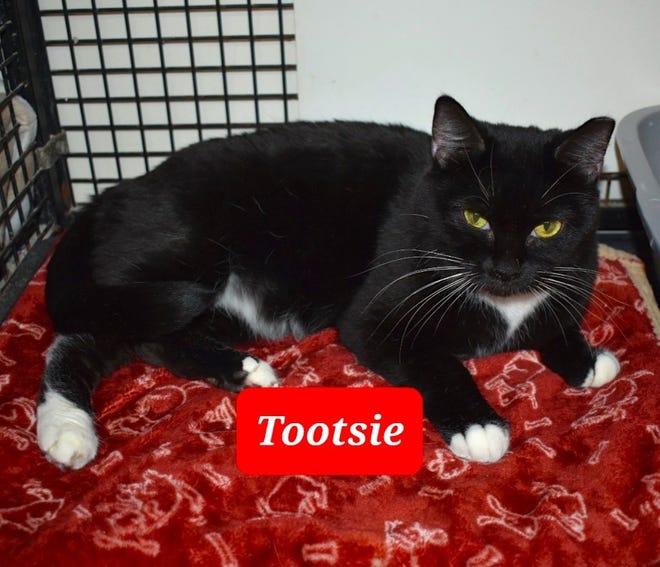 Interested in adopting Tootsie? Please call Sun Cities 4 Paws Rescue at 623-876-8778 after 10 a.m. Tuesdays-Saturdays.